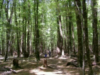 鬱蒼たる赤ブナの気持ちのいいトラック