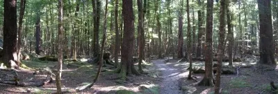 レイクシルバン・トラック原生林の森の中のトレイル