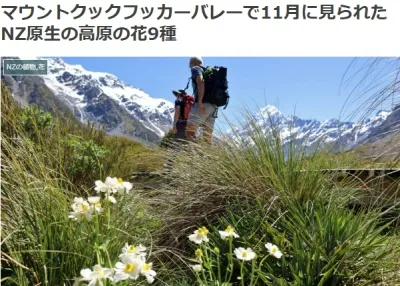 マウントクックフッカーバレーで11月に見られたNZ原生の高原の花9種ブログ