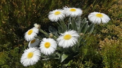 フッカーバレーラージマウンテンデイジー